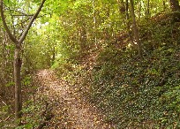Waldlehrpfad am Buchberg